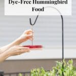 Two hands hanging a tray style hummingbird feeder on a shepherds hook over a gardenia bush.
