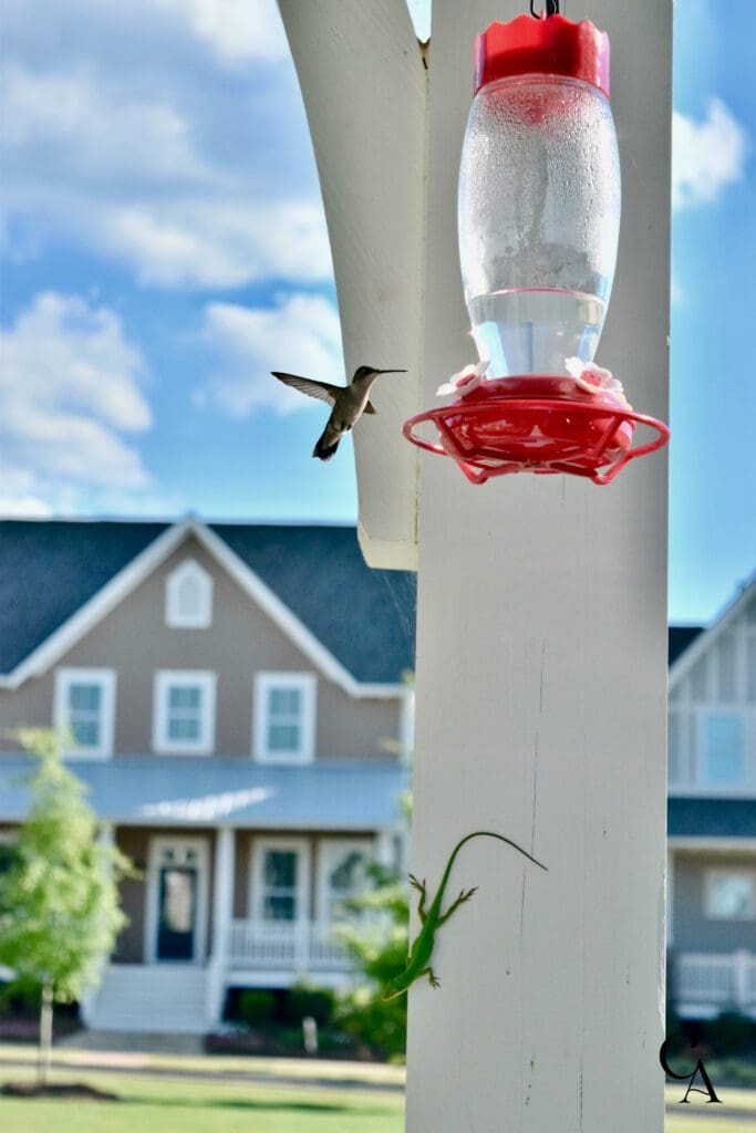 A hummingbird hoovers next to a hummingbird feeder and a Carolina anole lizard perches on a post below.