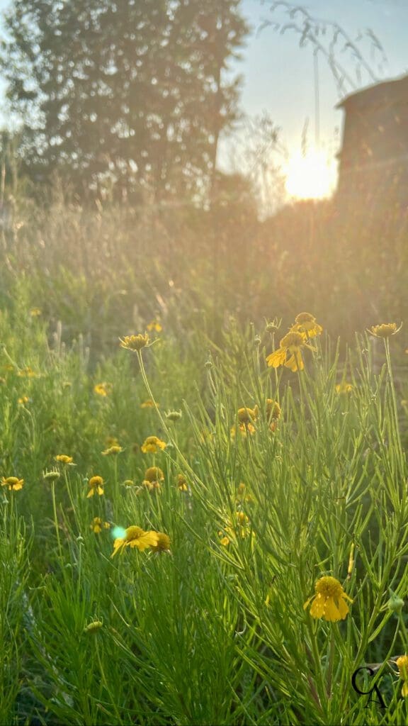 A late summer meadow of yellow wildflowers.