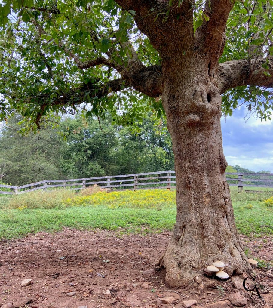 A tree in a pasture with a wood fence and yellow wildflowers in the background.