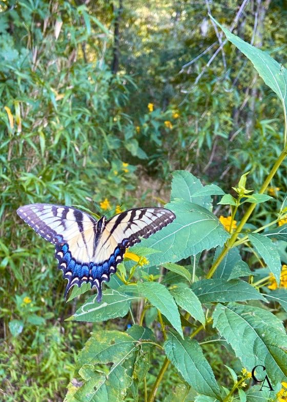 Eastern tiger swallowtail butterfly on a yellow wildflower.