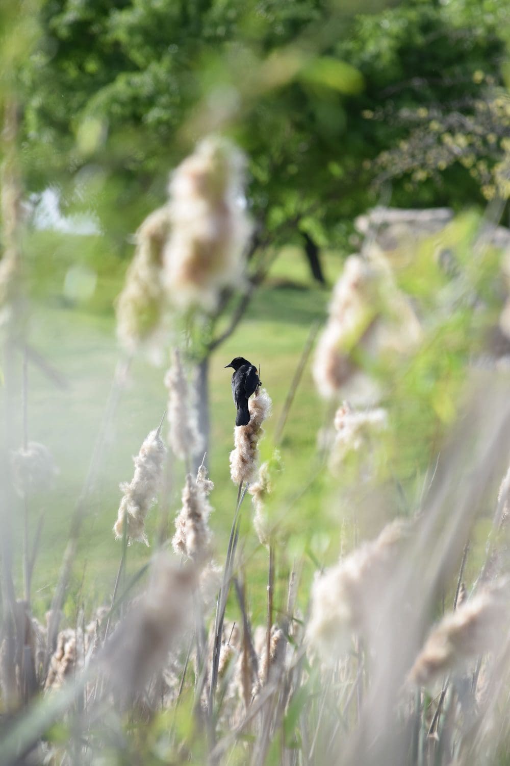 A red-winged blackbird on a dried cattail.