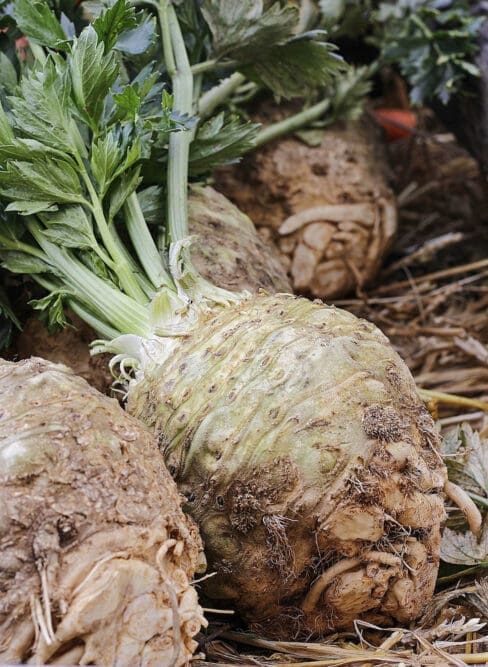 Celeriac bulbs with green tops.